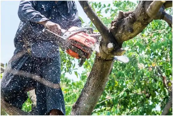 tree services Cave Junction